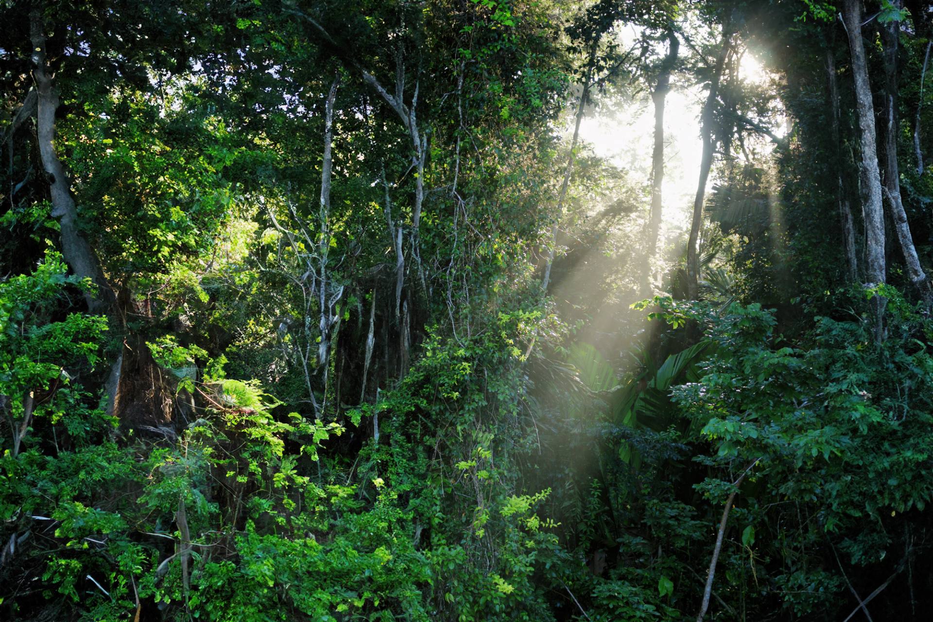 Bootsfahrt im NP Tortuguero